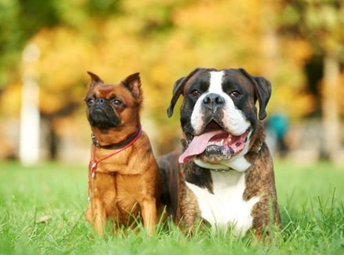 Recanto Caopestre Hotel para Cães Campinas