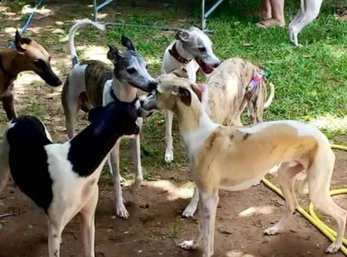 Recanto Cãopestre Hotel para Cães de pequeno, médio e grande porte