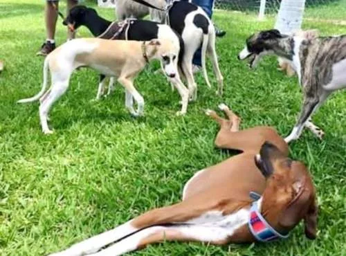 Recanto Cãopestre Hotel para Cães de pequeno, médio e grande porte