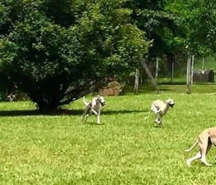 Recanto Cãopestre Hotel para Cães de pequeno, médio e grande porte