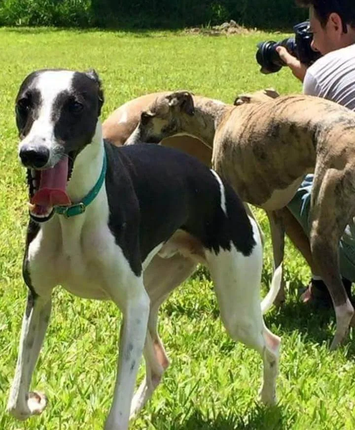 Recanto Cãopestre Hotel para Cães de pequeno, médio e grande porte