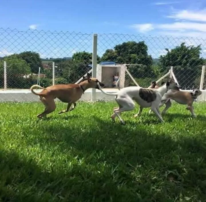 Recanto Cãopestre Hotel para Cães de pequeno, médio e grande porte