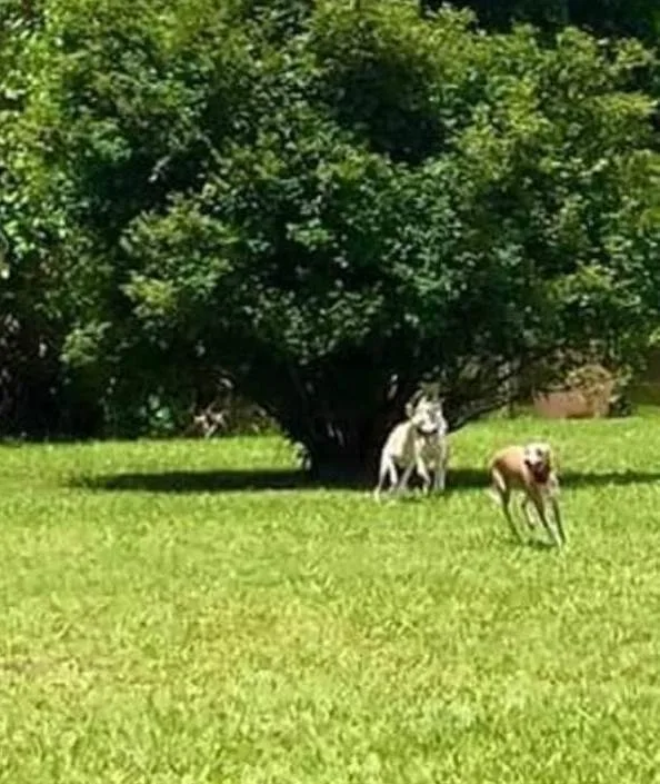 Recanto Cãopestre Hotel para Cães de pequeno, médio e grande porte