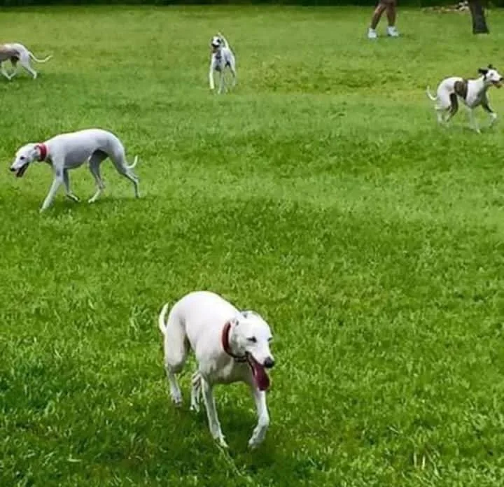 Recanto Cãopestre Hotel para Cães de pequeno, médio e grande porte