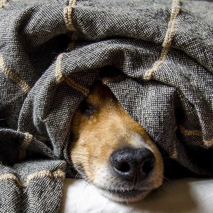 Hotel para Cães idosos Recanto Cãopestre Campinas