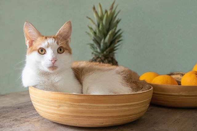 Hotel para Cães, Gatos e assemelhados Recanto Cãopestre Campinas
