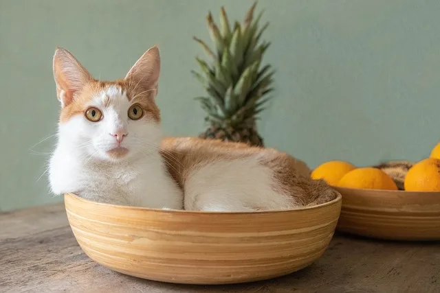 Hotel para Cães, Gatos e assemelhados Recanto Cãopestre Campinas