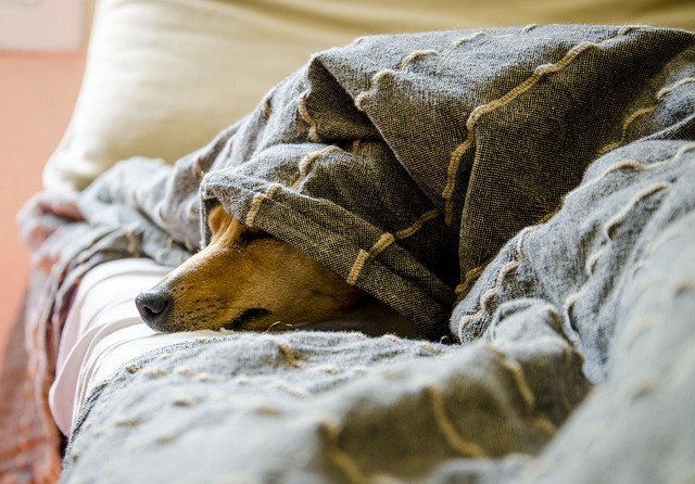 Hotel para Cães idosos Recanto Cãopestre Campinas