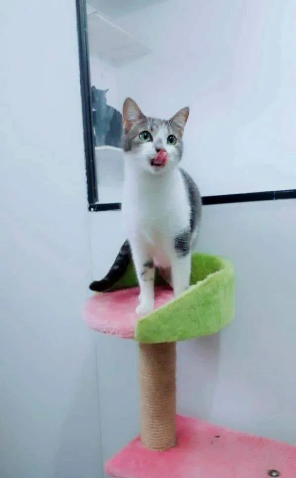 Hotel para gatos Recanto Cãopestre