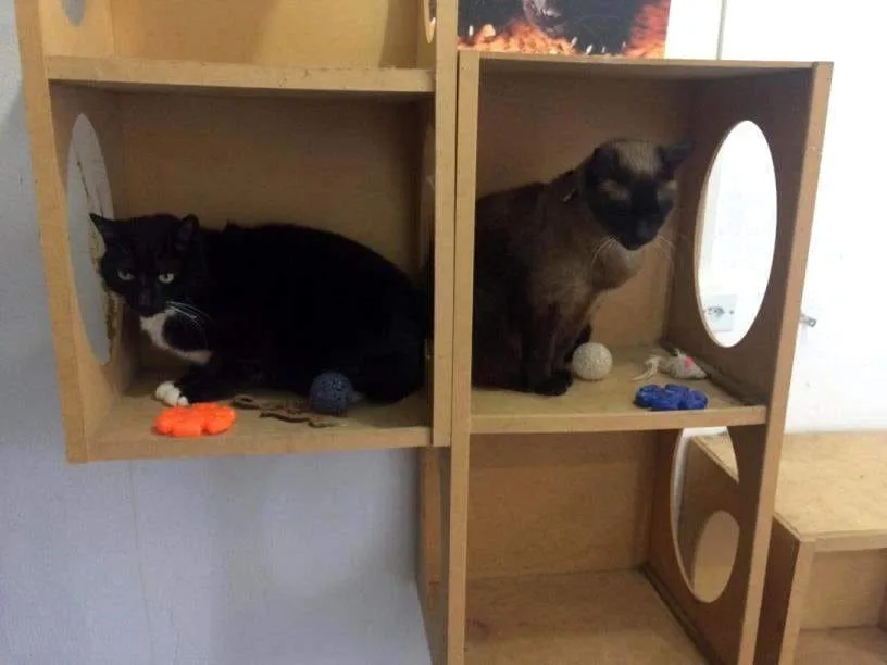 Hotel para gatos Recanto Cãopestre