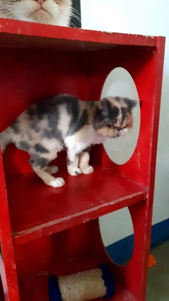 Hotel para gatos Recanto Cãopestre