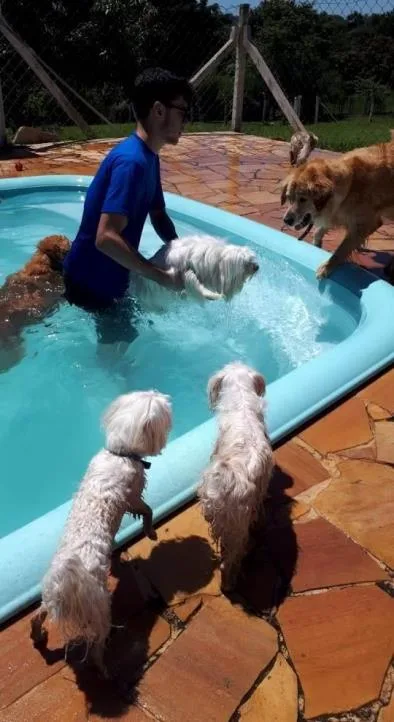 Hotel com piscina para Cachorros em Campinas