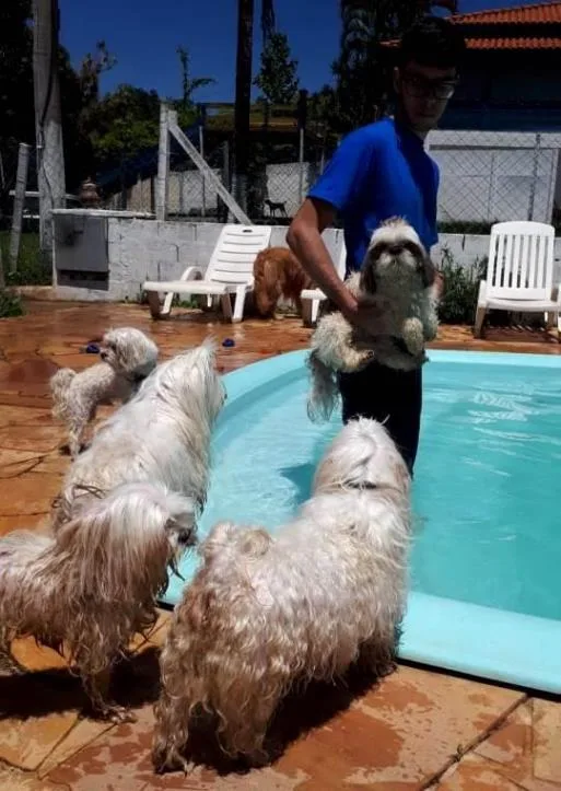 Hotel com piscina para Cachorros em Campinas