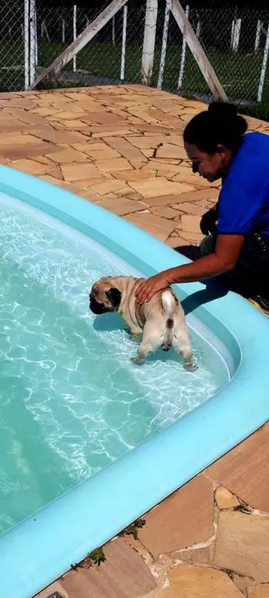 Hotel e lar temporário para cachorros