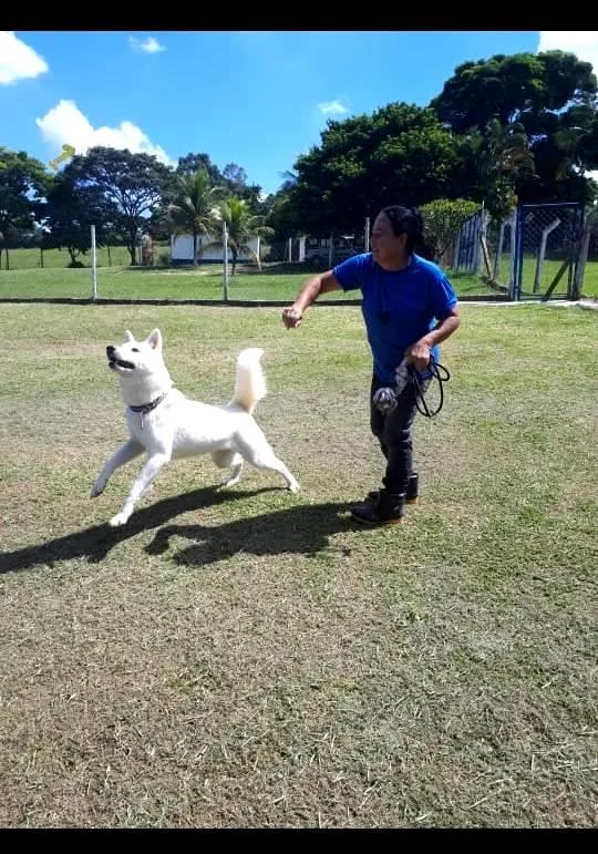 Hotel e lar temporário para cachorros