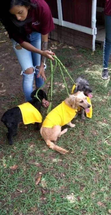 Asilo para cachorros e lar permanente para cachorros