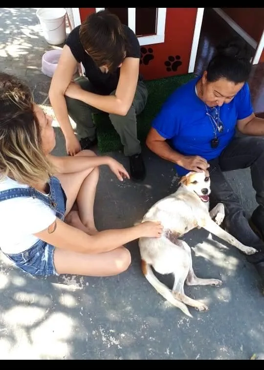 Hotel e lar temporário para cachorros