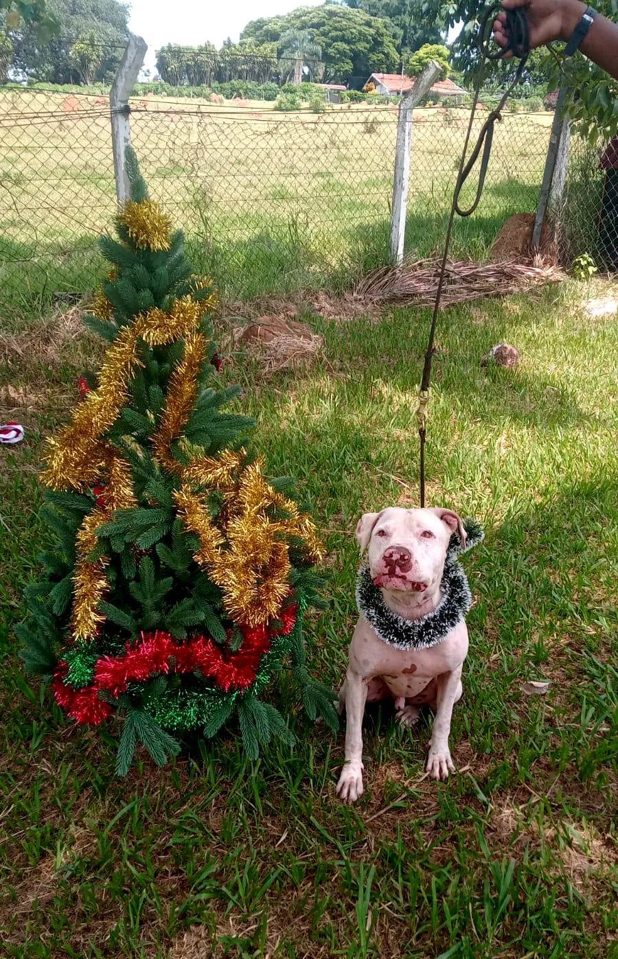 Recanto Cãopestre Hotel para Cães de pequeno, médio e grande porte