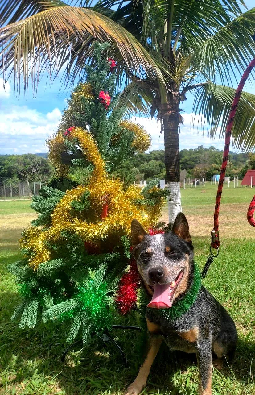 Recanto Cãopestre Hotel para Cães de pequeno, médio e grande porte