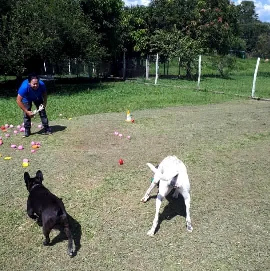Hotel e lar permanente para cachorros