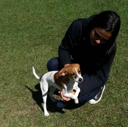 Asilo para cachorros e lar permanente para cachorros