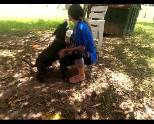 Asilo para cachorros e lar permanente para cachorros
