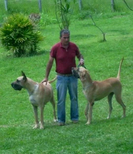 Asilo para cachorros e lar permanente para cachorros