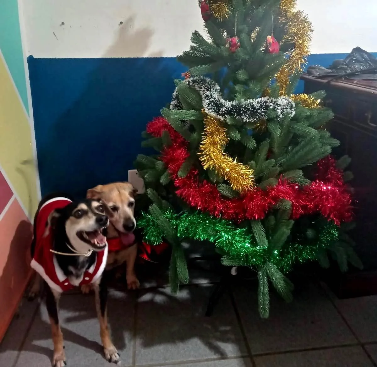 Recanto Cãopestre Hotel para Cães de pequeno, médio e grande porte