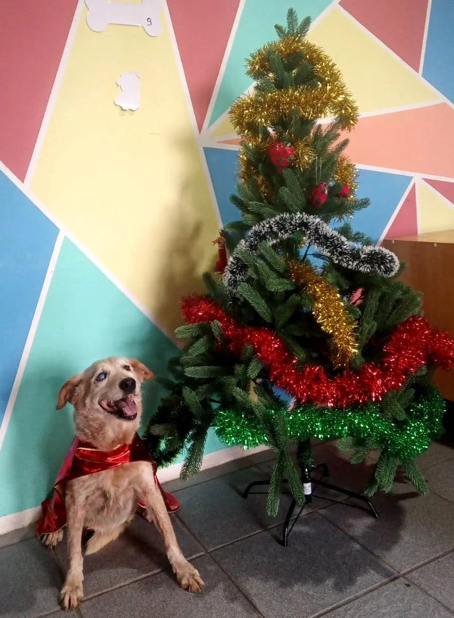 Recanto Cãopestre Hotel para Cães de pequeno, médio e grande porte