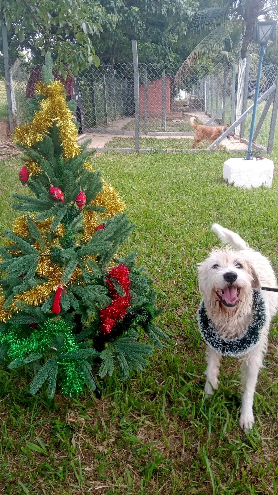 Recanto Cãopestre Hotel para Cães de pequeno, médio e grande porte