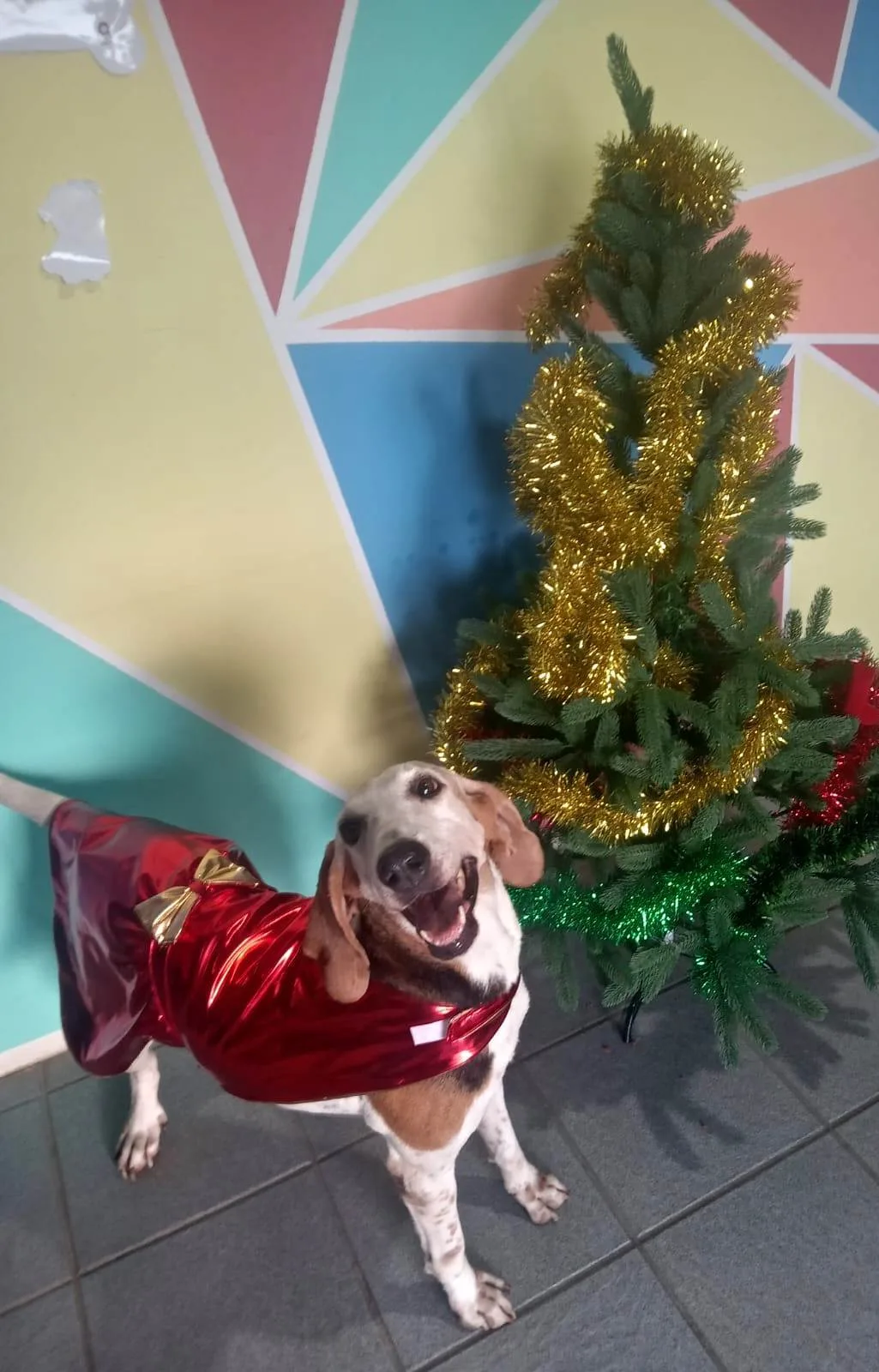 Recanto Cãopestre Hotel para Cães de pequeno, médio e grande porte