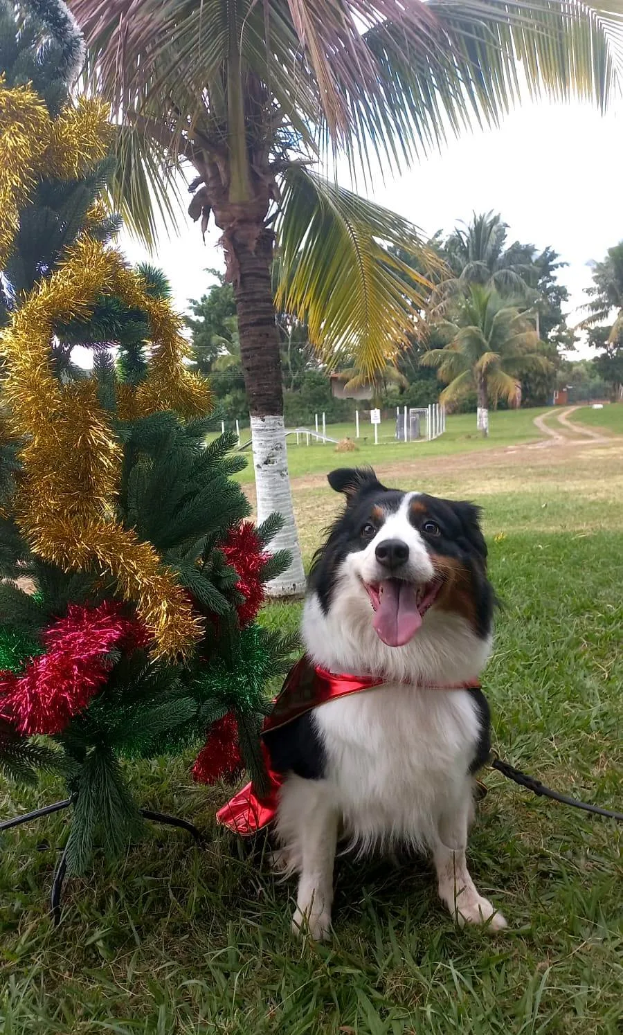 Recanto Cãopestre Hotel para Cães de pequeno, médio e grande porte