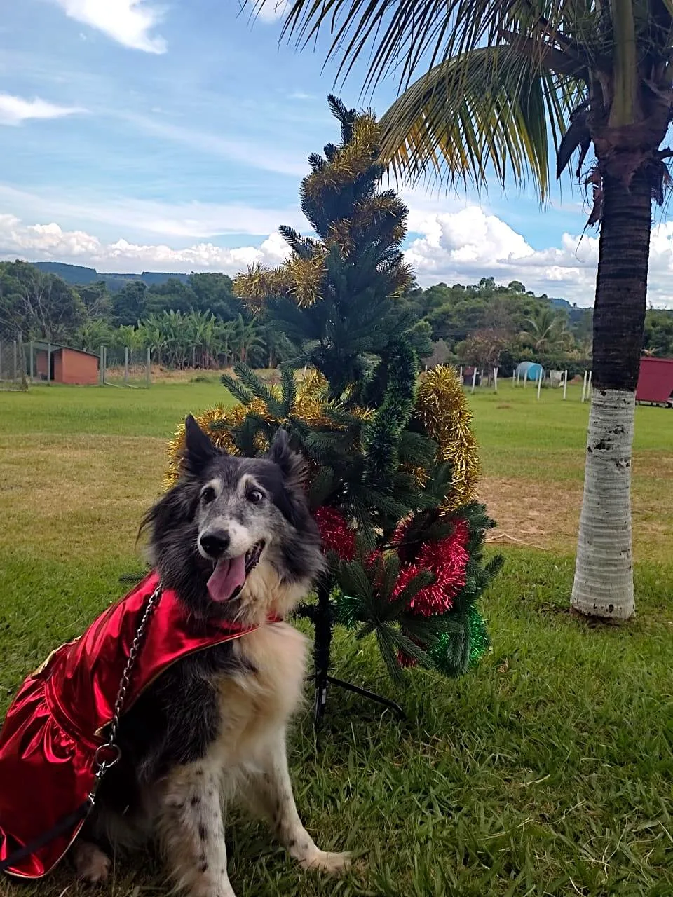 Recanto Cãopestre Hotel para Cães de pequeno, médio e grande porte