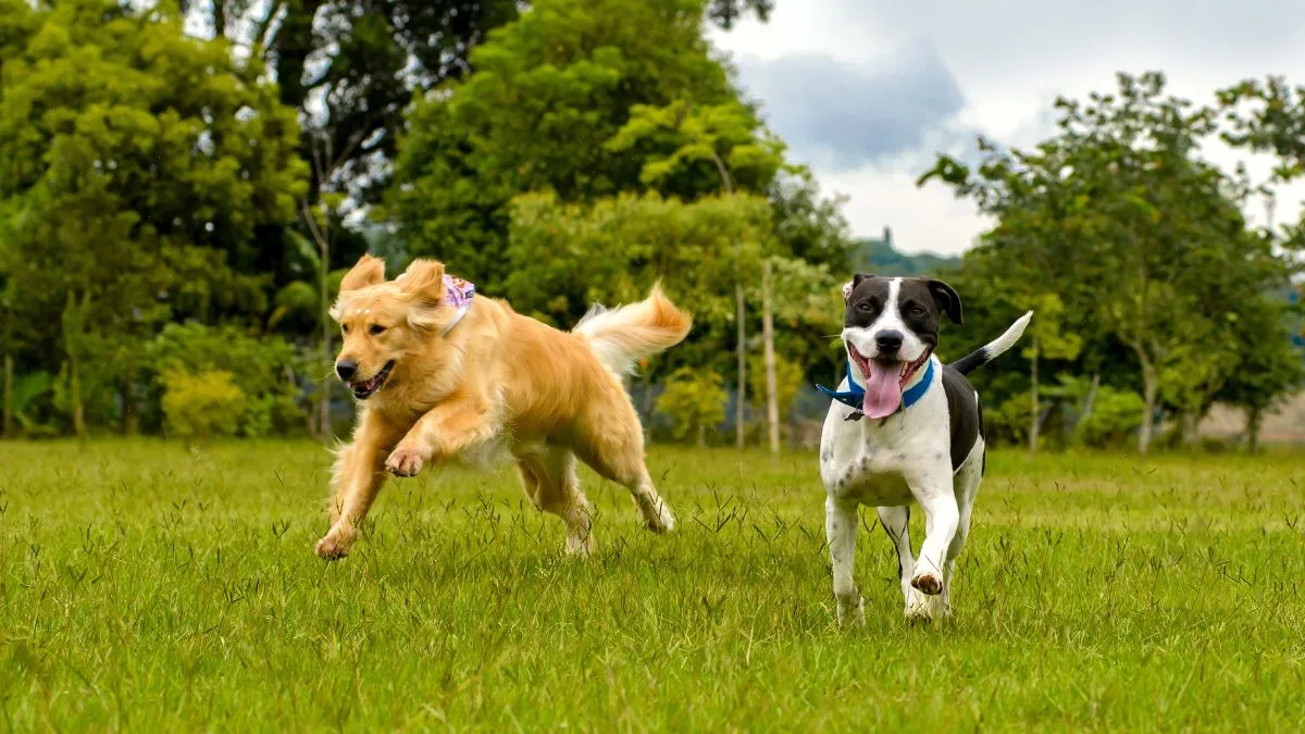 Recanto Caopestre Hotel para Cachorros em Campinas