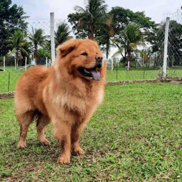 Hotel para cães Recanto Cãopestre Campinas