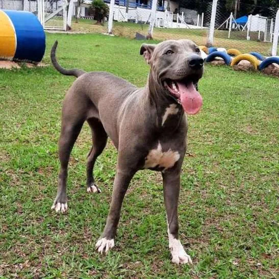 Hotel para Cachorros em Campinas - Recanto Cãopestre