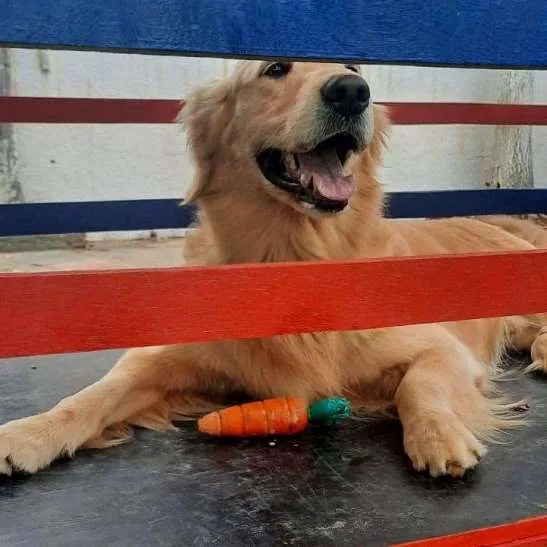 Hotel para Cachorros em Campinas - Recanto Cãopestre
