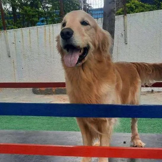 Hotel para Cachorros em Campinas - Recanto Cãopestre