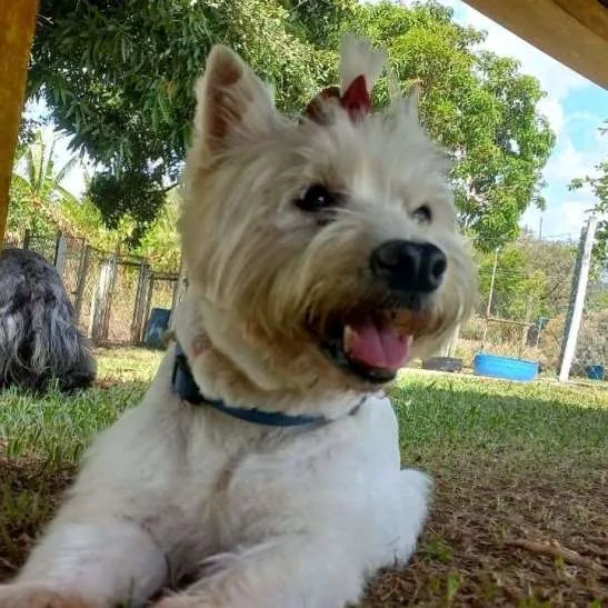 Hotel para Cachorros em Campinas - Recanto Cãopestre