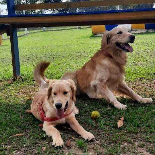 Hotel para Cachorros em Campinas - Recanto Cãopestre
