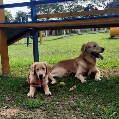 Hotel para Cachorros em Campinas - Recanto Cãopestre