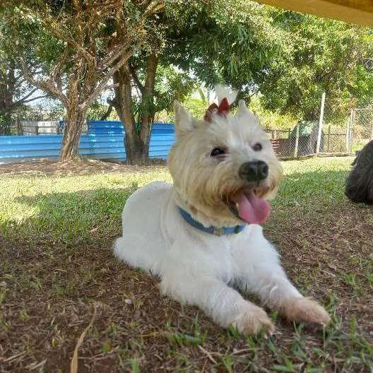 Hotel para Cachorros em Campinas - Recanto Cãopestre