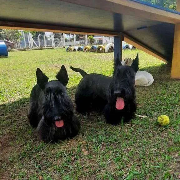 Hotel para Cachorros em Campinas - Recanto Cãopestre